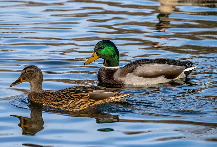 野鳥類